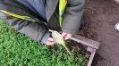 Visit to Brooklodge Nursery_10