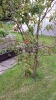 Visit to Brooklodge Nursery_1