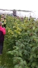 Visit to Brooklodge Nursery_2
